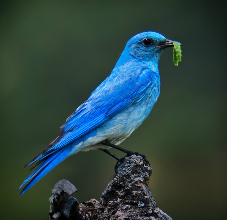 Mountain Bluebird